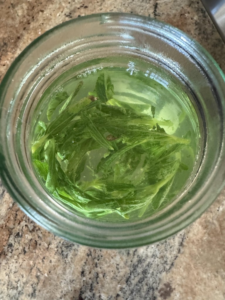 Stevia Infusion to Use As Sweetener