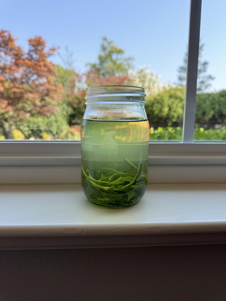 Stevia Infusion to Use As Sweetener