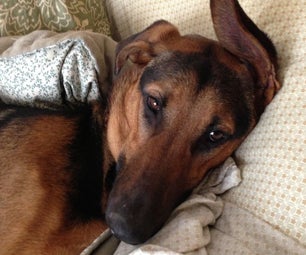 Homemade Dog Food - for Sensitive Tummies